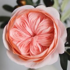 Kita sokong DSN dan DSR.